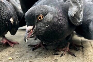 pigeon on the street