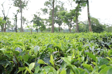 Fototapeta na wymiar green colored healthy tea leaf on tree in firm
