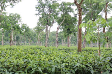 green colored healthy tea leaf on tree in firm