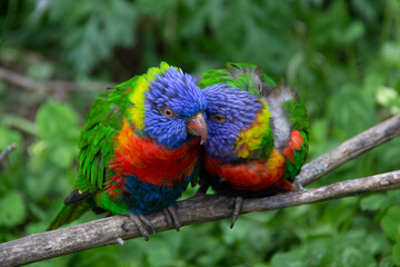 Fototapeta na wymiar Two rainbow lorikeets parrots huging and showing some love
