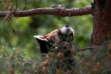 Red panda hiding and playing in a tree