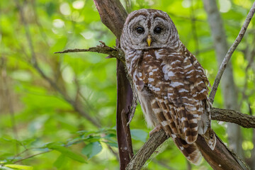 Barred Owl