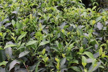 green colored healthy tea leaf on tree in firm