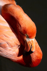 Close up of a sleeping flamingo with the beak in his feathers and a dark background
