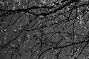 Black and white branches with littles leaves