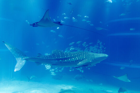 357 Best ジンベエザメ Images Stock Photos Vectors Adobe Stock