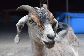 Naklejka premium Brinco