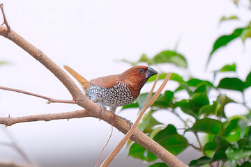 scaly-breasted munia