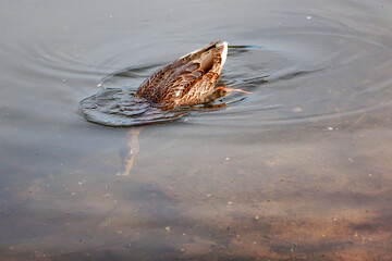 Most common mallard duck (Anas platyrhynchos)