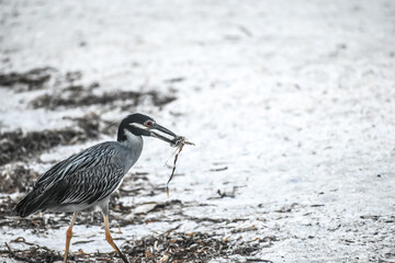 yellow-crowned night heron fishing in Sanibel island