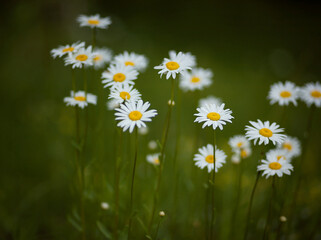 White daisy flowers in the field.
