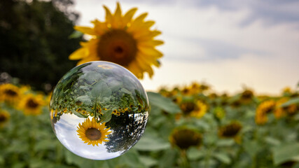 eine Sonnenblume auf einem Feld