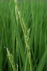 イネの花 山形県 庄内米
