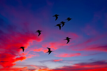 Silhoutte of birds flying in formation with dramatic clouds at sunset in thailand