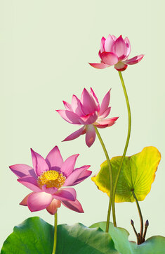 A picture of a lotus flower