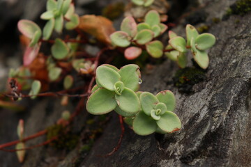 berries of a currant