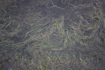 grass on the water backgrounds