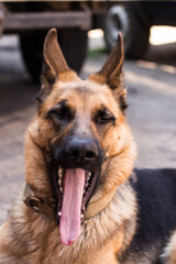 German Shepherd Yawns ridiculously with her tongue sticking out. High quality photo
