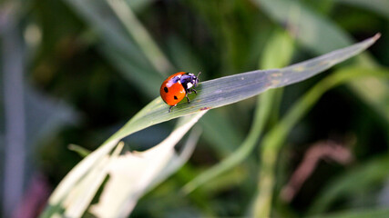Ladybug sitting on a flower leaf warm spring day on a leaf insect beetle. Macro of seven spot ladybug Coccinella septempunctata .