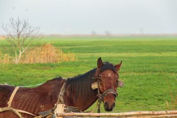  portrait of a working thin brown horse tied to a fence against a foggy field