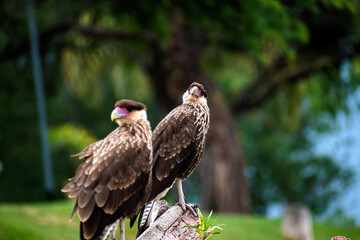 red tailed hawk