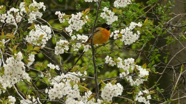 4K wild baltimore oriole, icterus galbula; hopping from perch to perch and feeding on beautiful flower nectar during spring season in daylight, static shot.