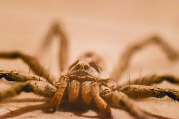 spider on the wall