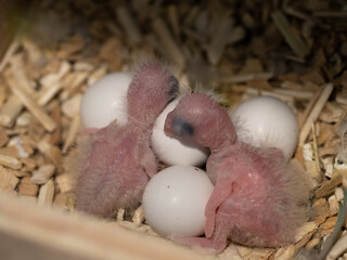 New born forpus  parrotlet bird hatching from egg in the nest © Jatuporn