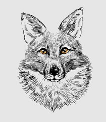 The head of a fox wolf. Illustration a hand-drawn drawing, like an emblem or logo. vector.
