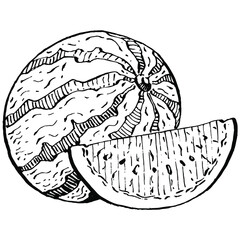Watermelon sketch vector drawing. Isolated hand drawn berry on white background. Summer berry engraved style illustration. Decoration for food packaging.