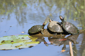 Fototapeta na wymiar Three red eared sliders are on the rock in the pond and enjoy sunning.