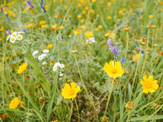 Many beautiful flowers on the field