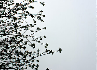 clear sky with black tree branches. vertical photo.