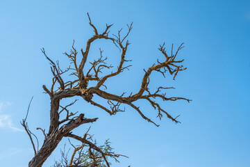 Autumn or winter tree branches without leaves against a clear blue sky.