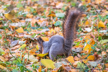 Squirrel in autumn hides nuts on the green grass with fallen yellow leaves