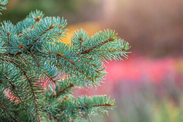 Background of green spruce branches in sunset light