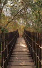 Obraz premium wooden bridge in the forest