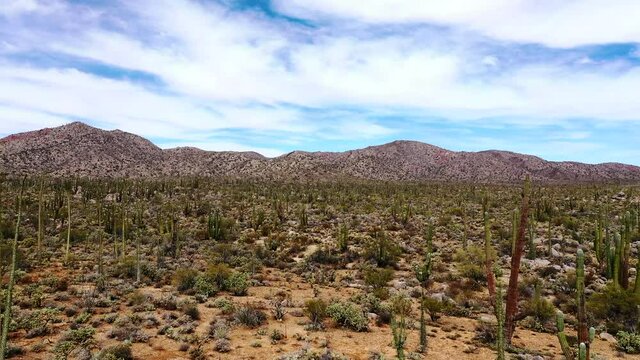 Cactus Plants On A Dry Landscape Under White Cloudy Sky In Baja California Sur, Mexico. aerial