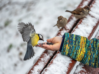 The Great tit eats seeds from a palm of little boy. Hungry bird Great tit eating seeds from a hand during autumn