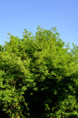 green forest with sky