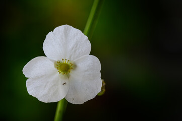 Obraz premium close up of a white flower