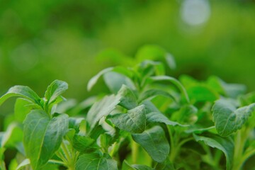 Obraz premium Stevia rebaudiana on blurred green background.stevia plant.Alternative Low Calorie Vegetable Sweetener. sweet leaf sugar substitute. High quality photo