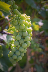 bunch of white grapes in sunset light
