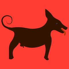 male puppy
