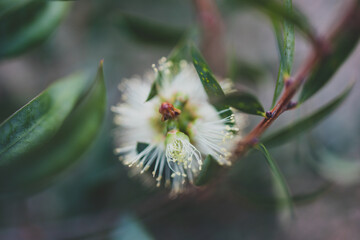 Obraz premium native Australian callistemon bottle brush plant with yellow flowers shot at shallow depth of field