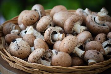 生マッシュルーム03