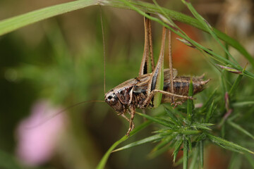 A rare Bog Bush-Cricket, Metrioptera brachyptera, resting on a Gorse Bush.