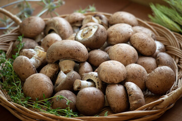 生マッシュルーム