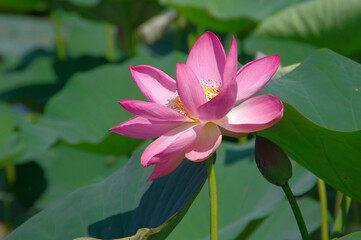 A rare lotus flower under protection and listed in the Red Book.
