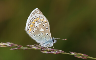 A Common Blue Butterfly, Polyommatus icarus, resting on a grass seeds.	